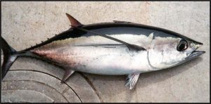 albacore tuna for heart