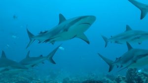 Around three million sharks are already killed every year for squalene, conservationists say
